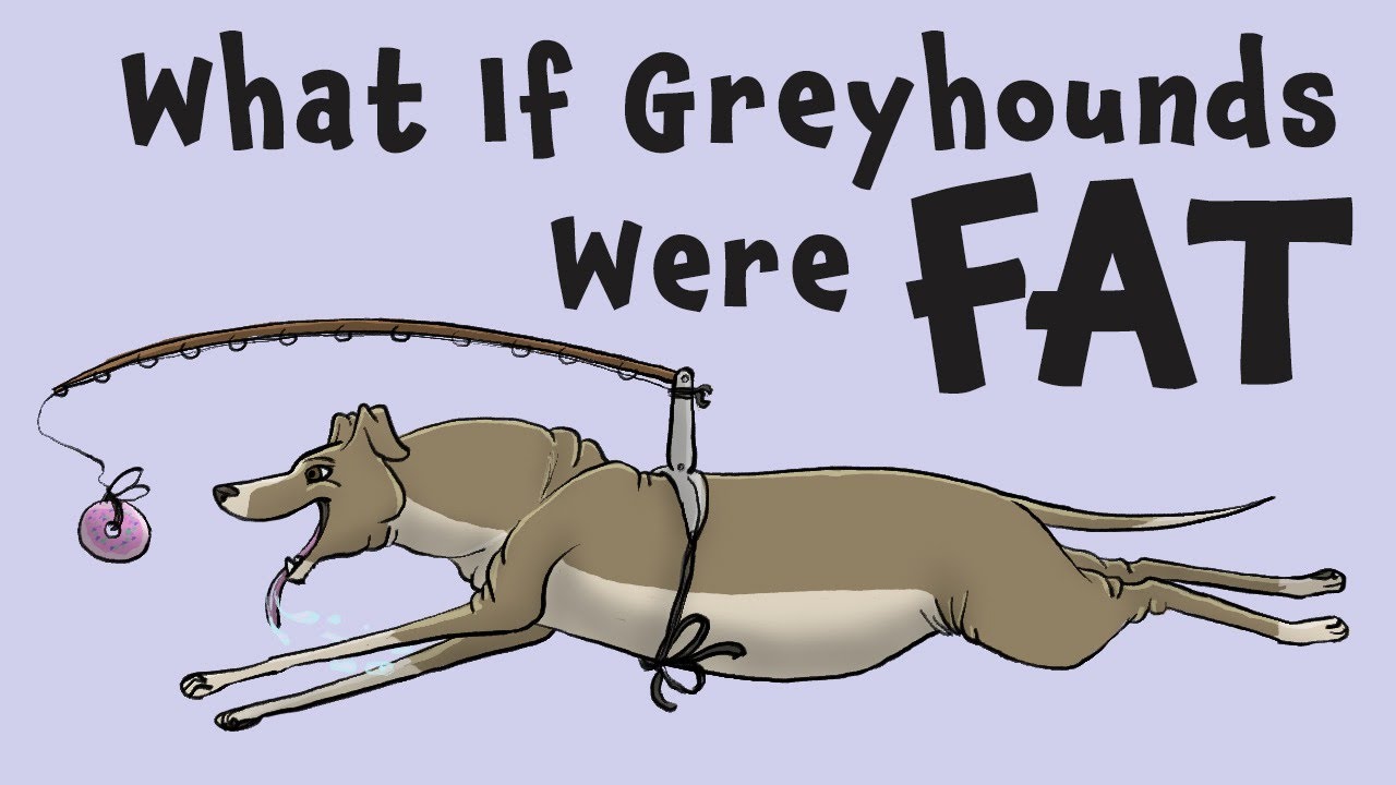Animating a Fat Greyhound Chasing a Donut YouTube