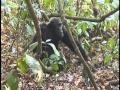 Chimpanzees at Serengeti National Park - Part 2