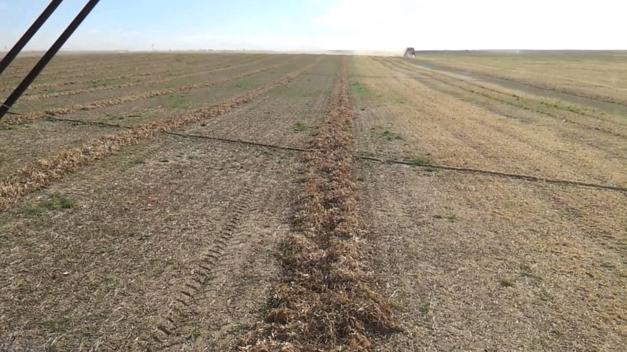 Harvesting great northern dry beans 2013 - YouTube