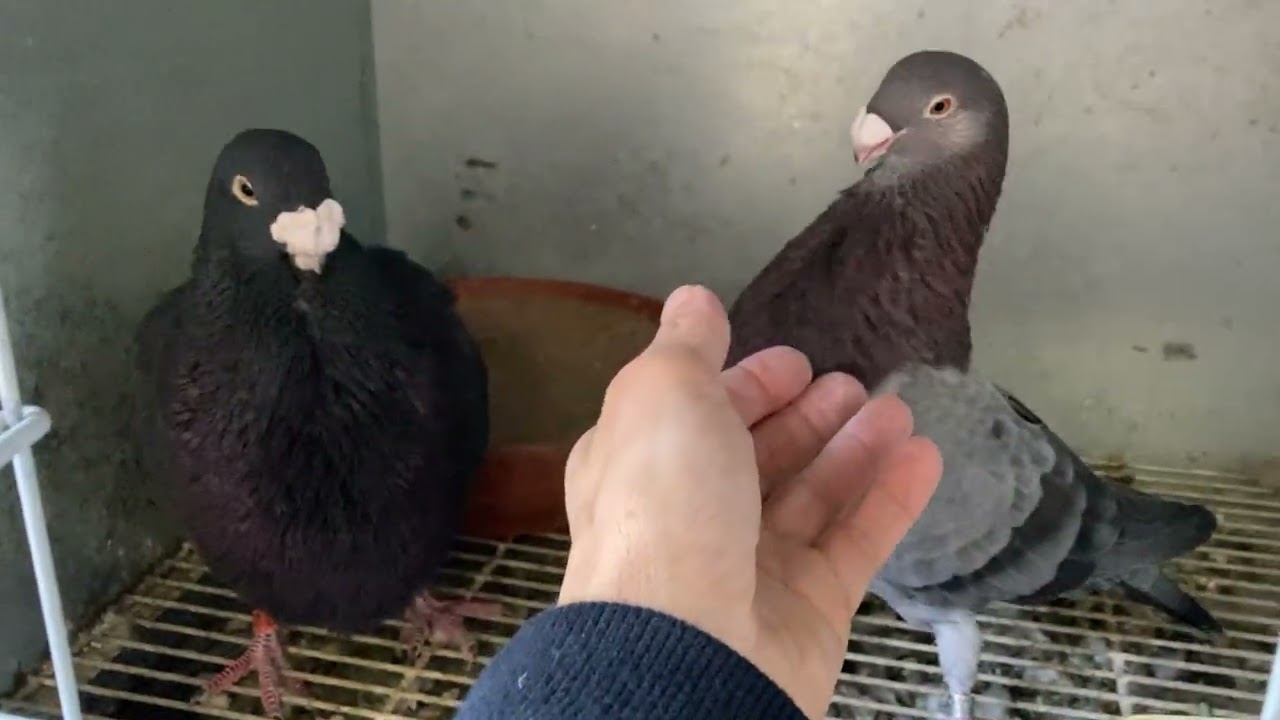 Feliz año de cria - A.CAPON (Buchon Laudino Sevillano)