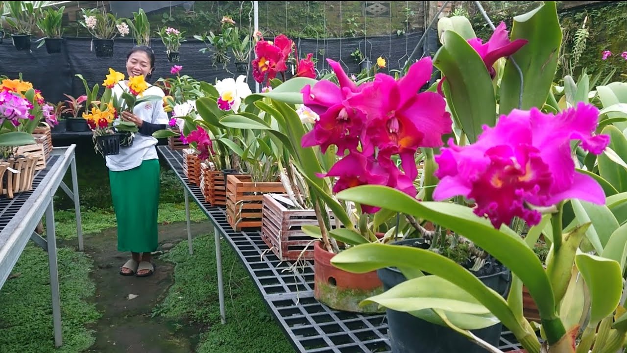 Super Istimewa koleksi sultan Indonesia anggrek Cattleya berbunga besar glowing merekah 