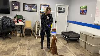 Rhubarb The Irish Setter Puppy Learning Obedience (Week 1)