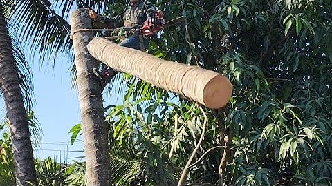 Cưa  những  cây  dừa  nghiêng  vào  nhà  .Cưa  cây  kỷ  thuật  cao