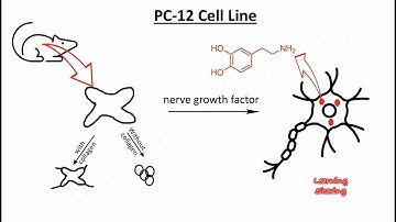 PC-12 Cell, Neuron-like Cell, Neuroscience, Nerve Growth Factor, Catecholamines