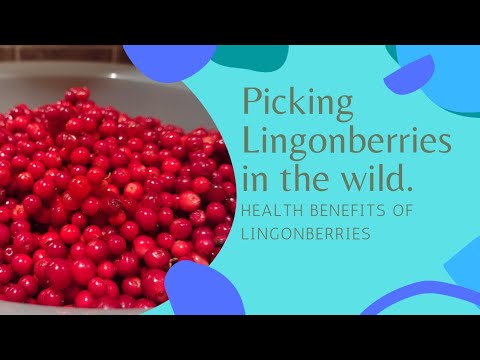 Video: Mga Ligaw Na Berry (lingonberry At Cranberry)