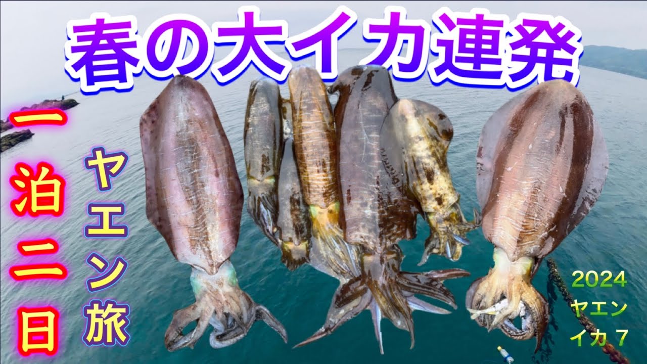 2024 ヤエン（イカ）７　【一泊二日ヤエン旅（前編）　春の大イカ連発】
