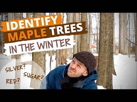 Video: Sugar Maple Tree Fakta: Sugar Maple Tree Growing Information