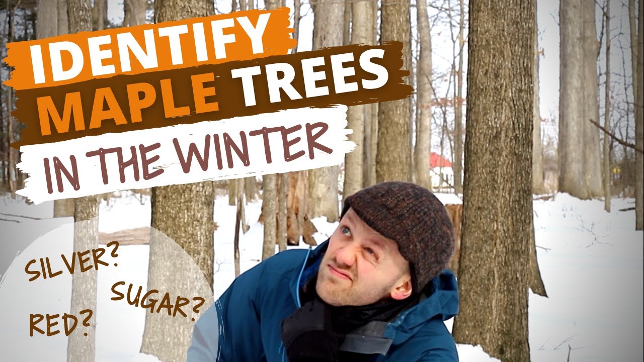 Systematically Identify Maple Trees During Winter Sugar Maple Red Systematically Identify Maple Trees During Winter Sugar Maple Red
