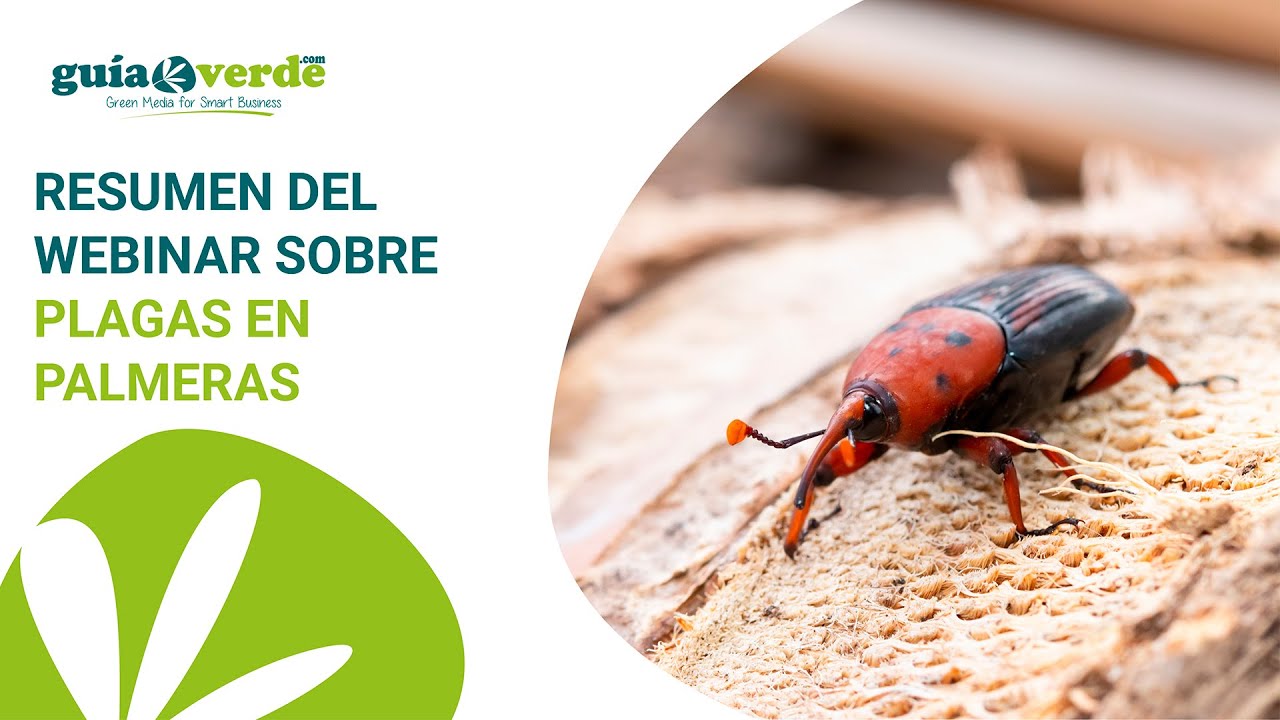 Informativo GV - Resumen del webinar sobre plagas en palmeras