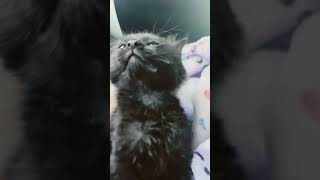 My kitty love yall