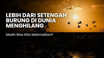 Lebih dari Setengah Spesies Burung di Dunia Menghilang | Auvera