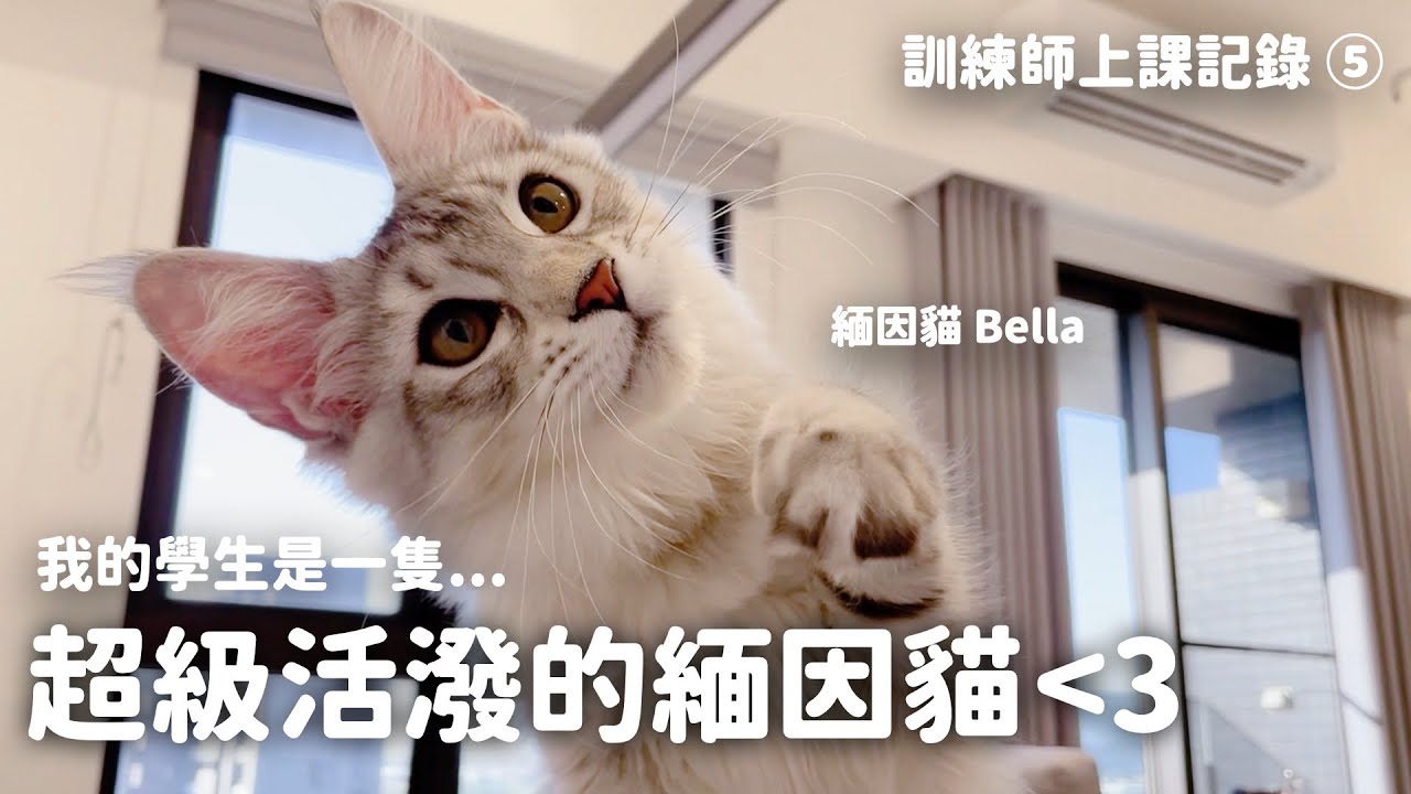 貓行為訓練師温温｜今天上課的學生是一隻超級活潑的緬因貓｜給新手爸媽的幼貓課｜貓行為上課記錄 EP5