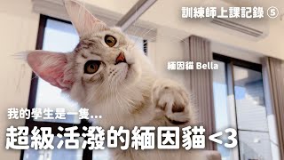 今天上課的學生是一隻超級活潑的緬因貓｜給新手爸媽的幼貓課｜貓行為上課記錄｜貓行為訓練師温温出任務 EP5