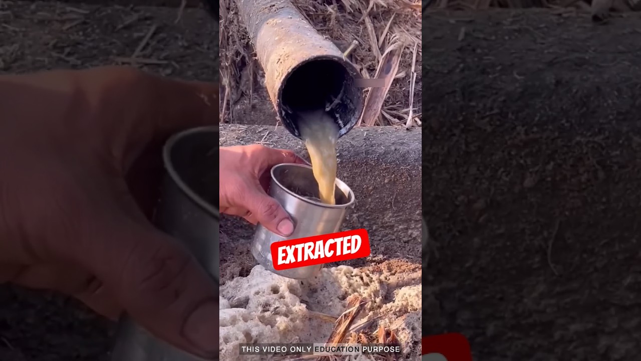 Do You Know How Jaggery Is Really Made? 🍯 