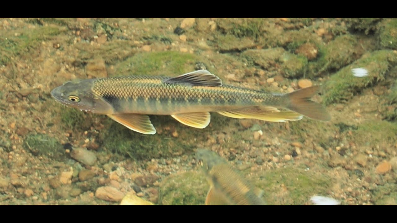 1130810 The Thickhead chub is the most popular freshwater fish in ...