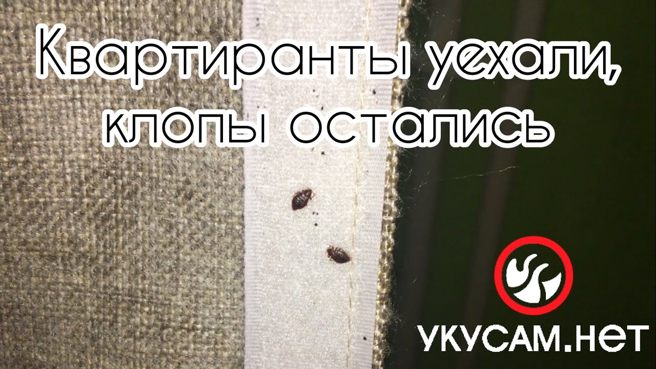 Квартиранты уехали, клопы остались (Уничтожение клопов в СПб 2023 06 ...