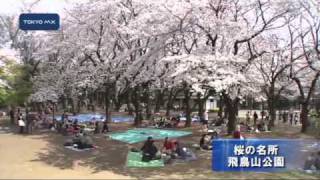 桜の名所　飛鳥山公園