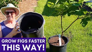 Surprising Benefits of Growing Figs in Pots