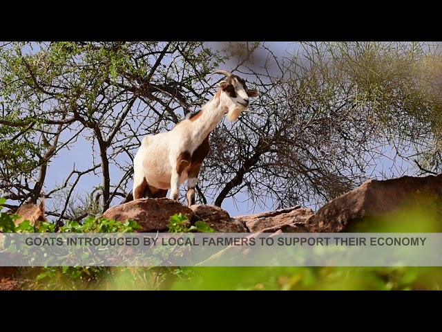 Impacto de cabras en la Reserva Natural Paraba Frente Roja