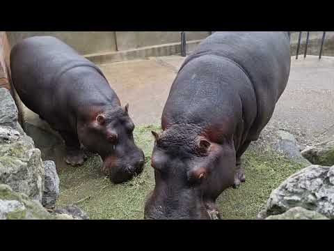 A pair of Hippopotamuses