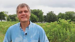 Detailed Growing Elderberries | Challenges and Practices | Alan Helland Information