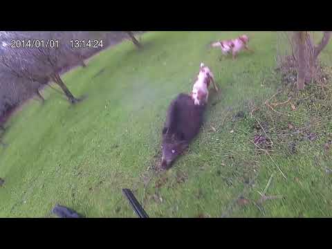 Caccia al cinghiale sardegna 2 col 410  - wild boar hunting 2 with 410 sardinia