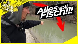 Alles Voll Fisch Mega Angelplatz Im Frühjahr Für Raubfisch, Karpfen Und Köderfisch