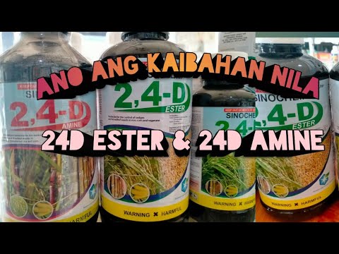 Ano Ang Kaibahan ng 24D ESTER & 24D AMINE