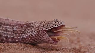 Python vs Alligator – wildest fight ever! 🐍 Snake eats prey whole – WARNING: graphic content!