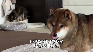 柴犬の恩返し？大好きなパートナーのために人肌脱ぐ胡麻柴