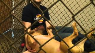 Harley The Pitbull At Clark County Humane Society