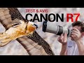 Test du canon r7  le meilleur pour lanimalier 