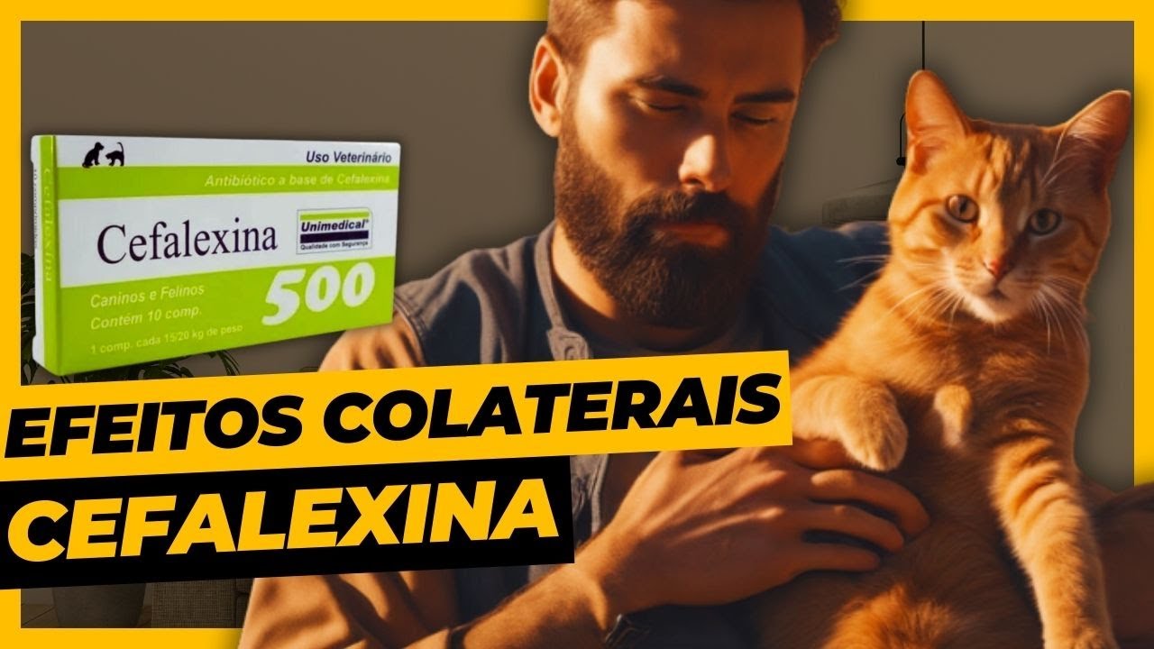 Cefalexina Para Gatos | Uso e Efeitos Colaterais - YouTube