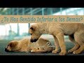 El Cachorro Especial - Reflexión Que te Conmoverá