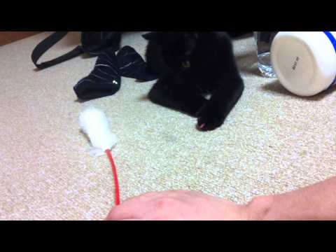 くろねこルーシー