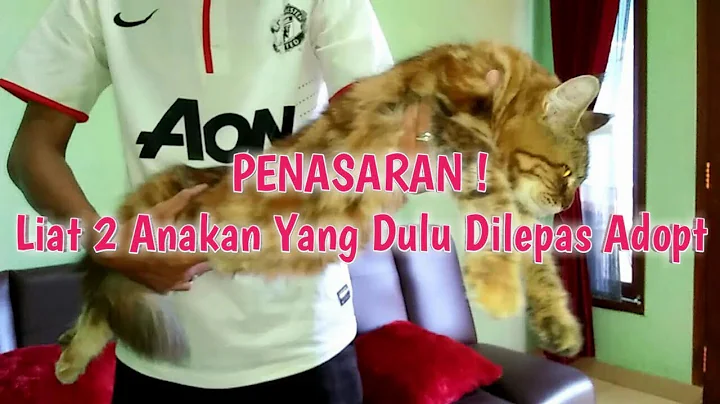 Watch the video about KUCING MAINE COON MIX BREED | Tips Adopsi Kucing