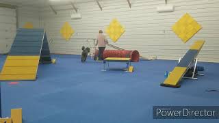 1/16/20 100 Day training challenge: Agility by Spirit Poodles and Silken Windhounds 171 views 4 years ago 4 minutes, 39 seconds