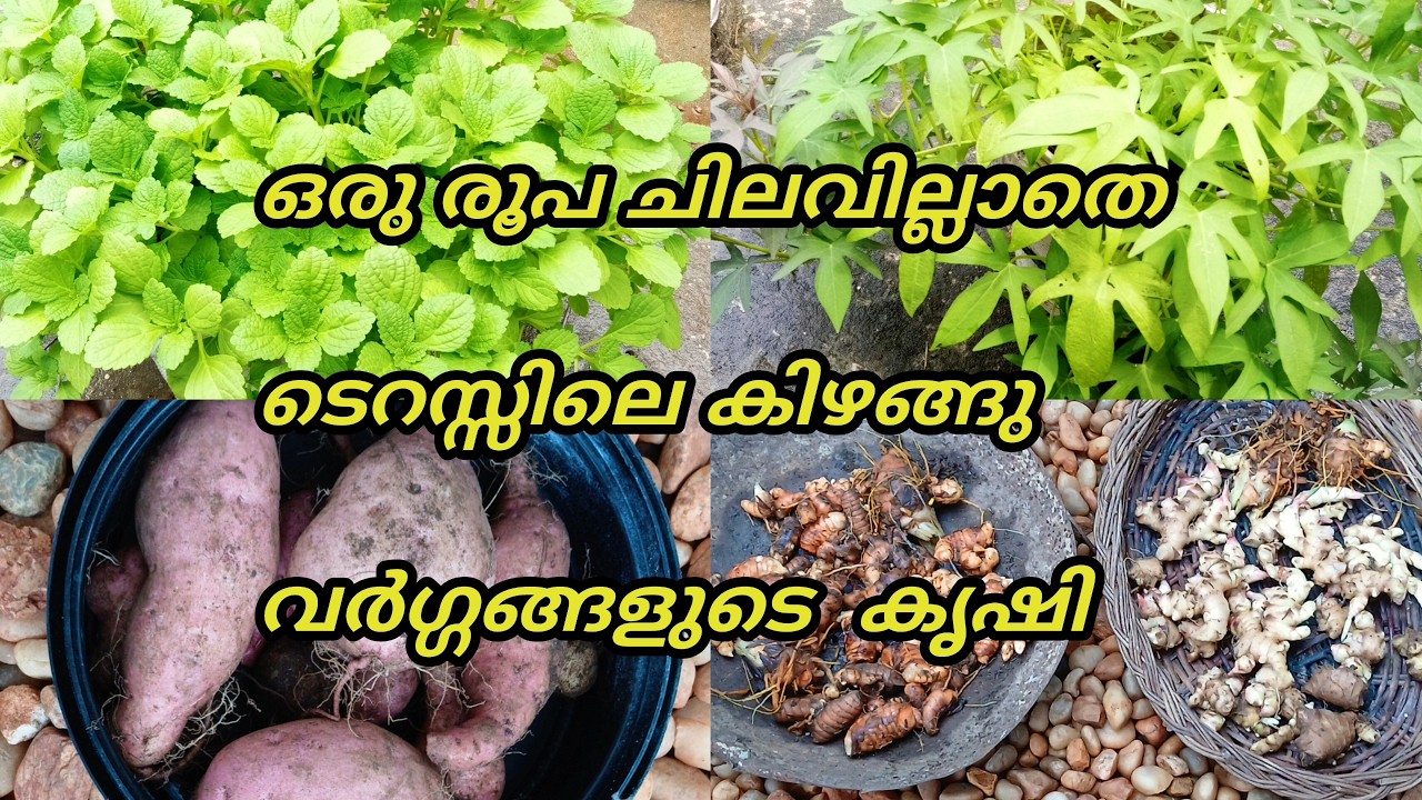 ഒരു രൂപ ചെലവില്ലാതെ എല്ലാതരത്തിലുമുള്ള കിഴങ്ങ് വർഗ്ഗങ്ങൾ ഈസിയായിട്ട് കൃഷി ചെയ്ത് എടുക്കാം | Krishi