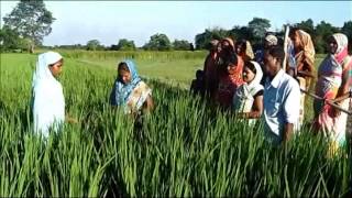 Difference between SRI and traditional method of paddy cultivation