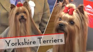 Yorkshire Terriers  Bests of Breed