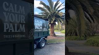 Canary Island Date Palm Canary Island Date Palm