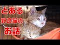 赤ちゃんを身ごもった野良猫親子の保護記録①　保護から無事に子猫が産まれるまで