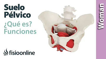 ¿Dónde se ubica la pelvis en la mujer?