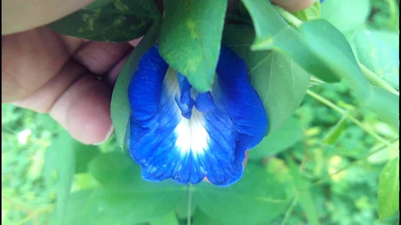 Micromax Doodle 2 A240 camera sample 1080p video recording