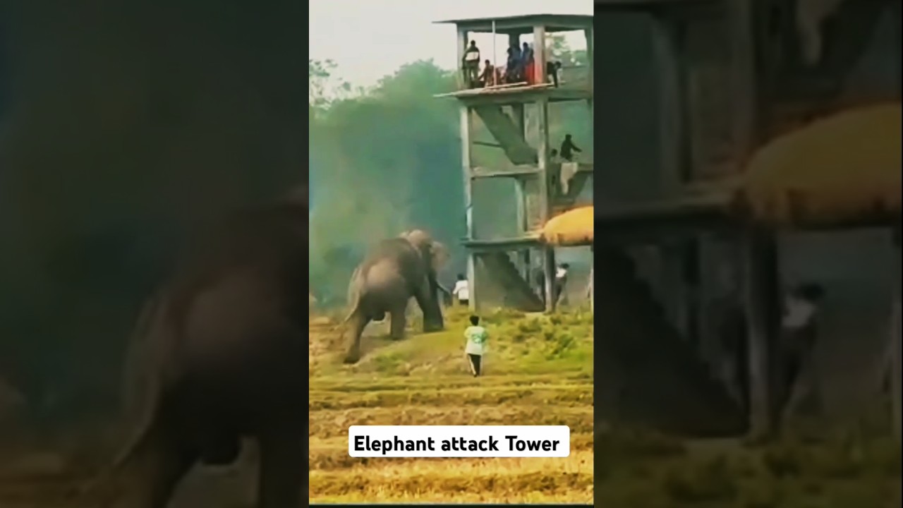 Elephant Attack Tower || Shorts 