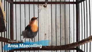 Pikatan Kemade Paling Ampub Paling Dicari Gacor Ampuh Bikin Lawan Langsung Nyaut