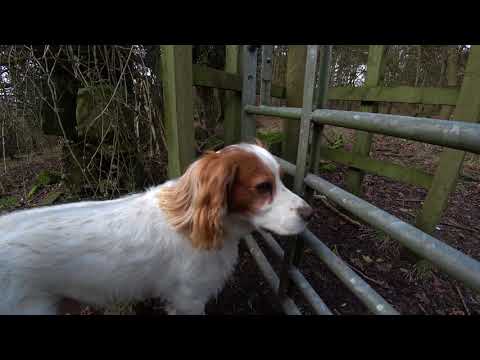 Dawson, Working Cocker Spaniel at Hurlet Hill
