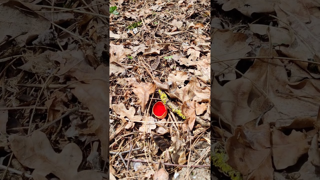 Scarlet 🩸 elf cup red 🍄 