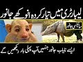 Scientifically Hybrid Animals you've Never seen Before | urdu cover
