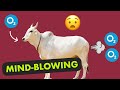 Cow is World's Best Animal | Ep 1 Pee News by Dhruv Rathee [Faking News]